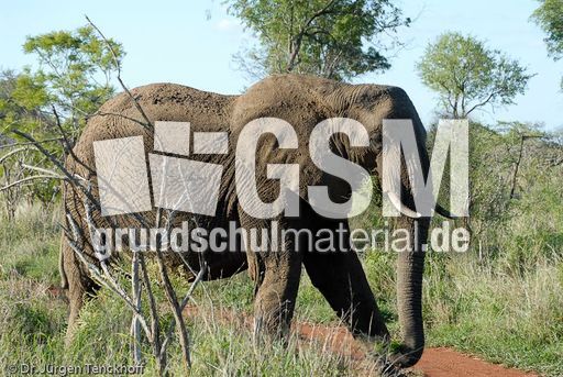 Afrikanischer Elefant (28 von 131).jpg